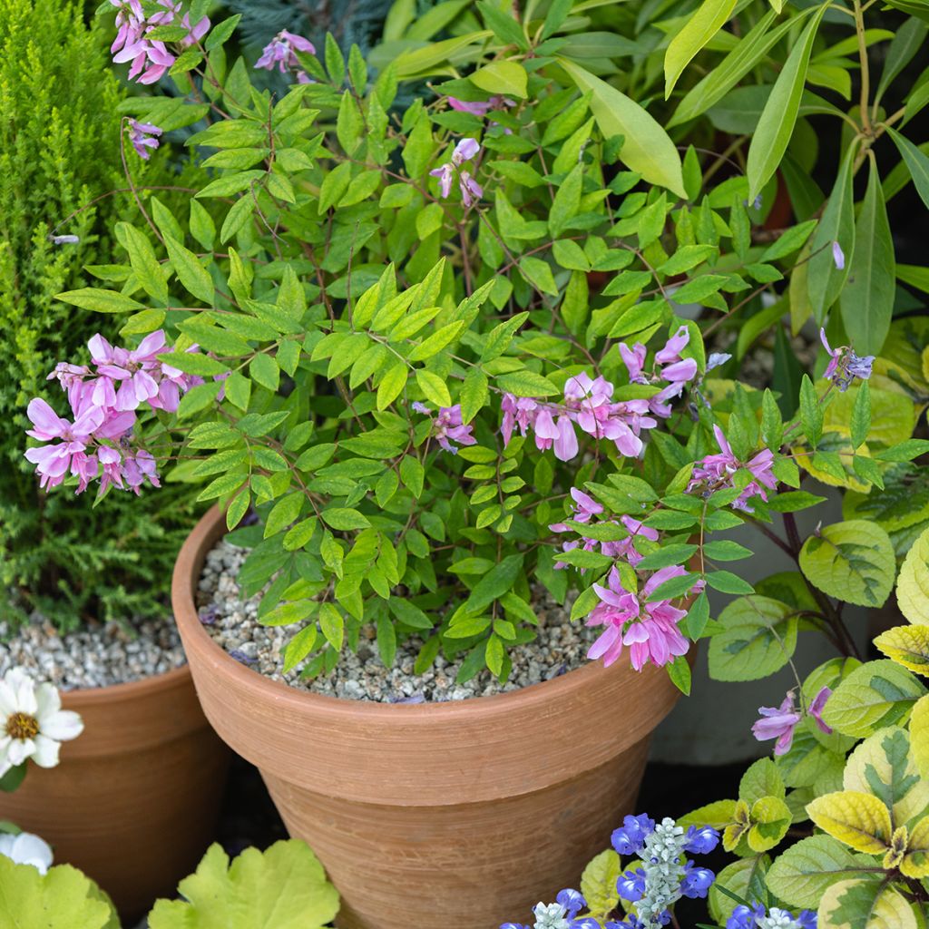 Indigofera heterantha - Indaco da giardino