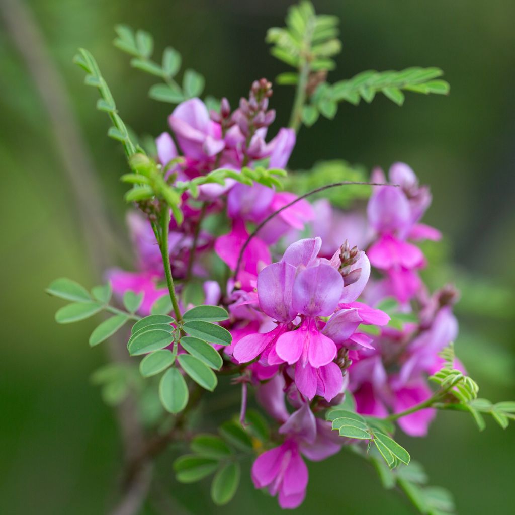 Indigofera heterantha - Indaco da giardino