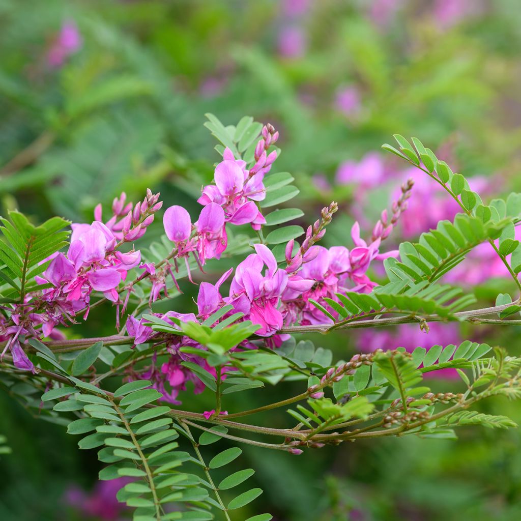 Indigofera heterantha - Indaco da giardino