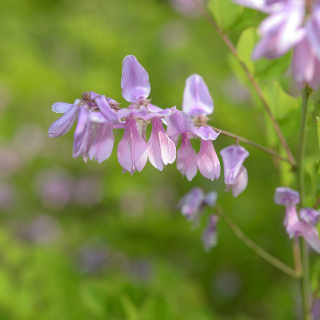 Indigofera kirilowii - Indaco da giardino