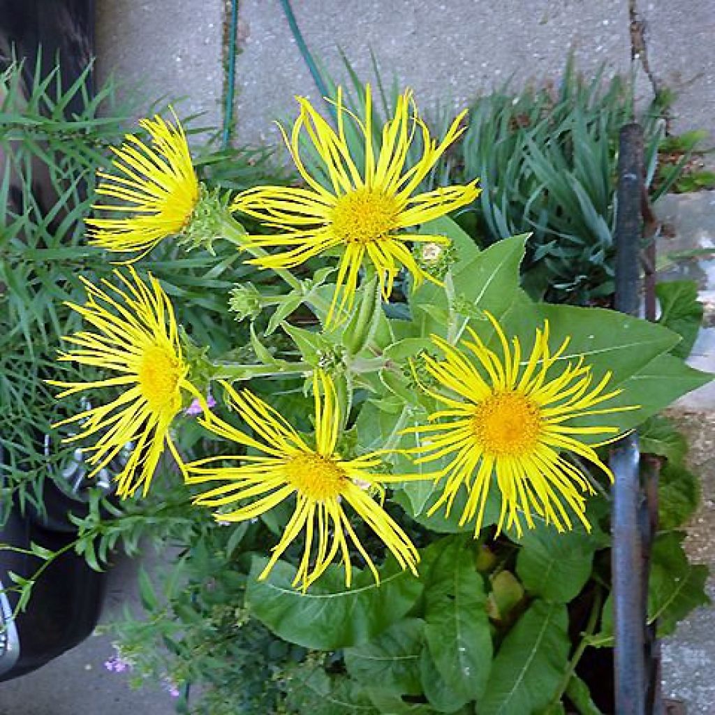 Inula orientalis - Enula