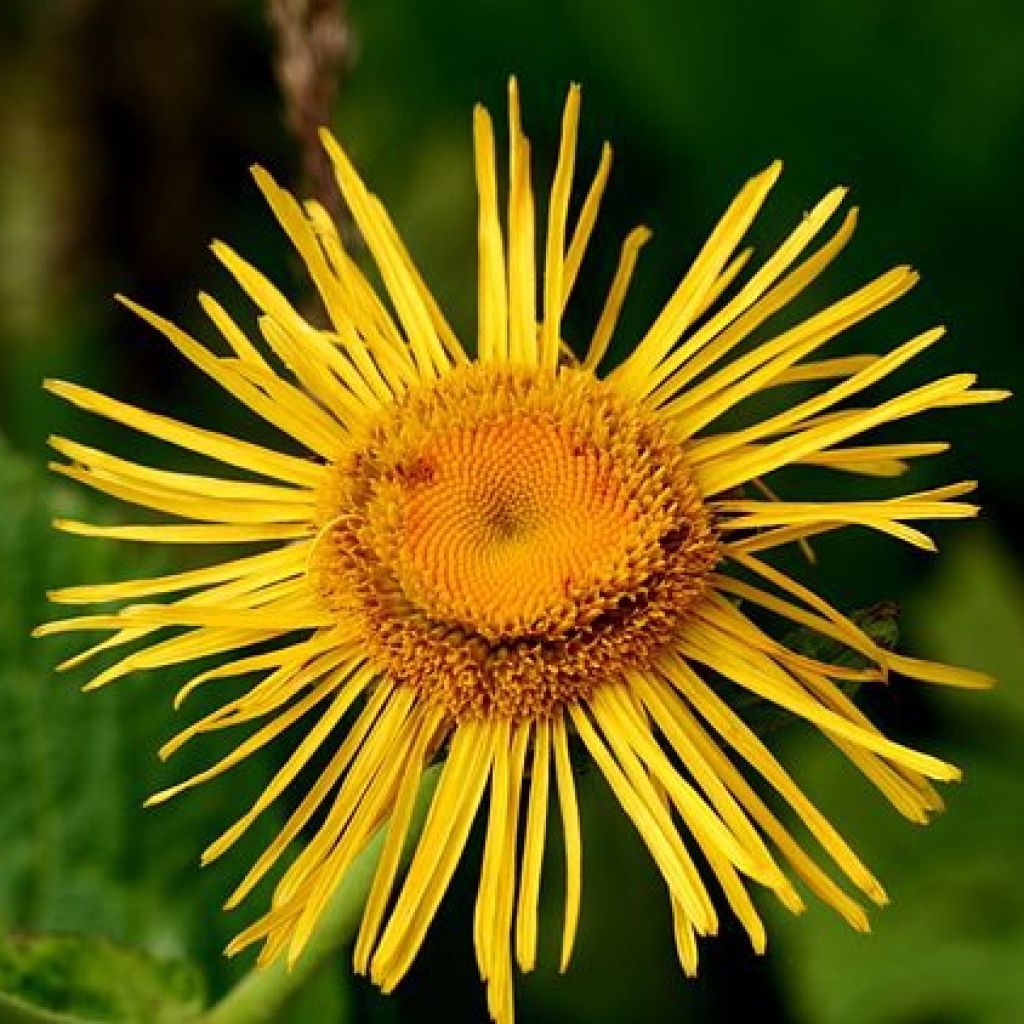 Inula orientalis - Enula