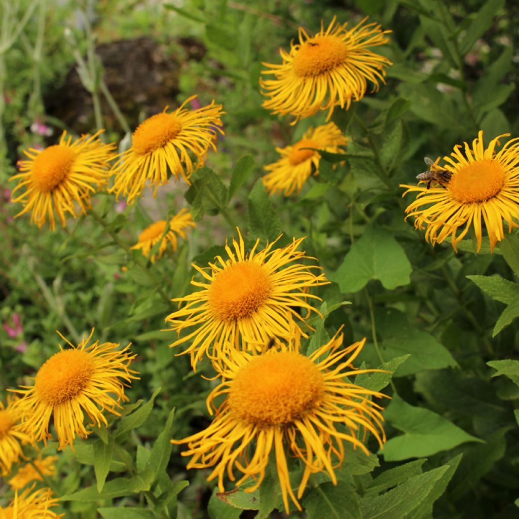 Inula orientalis - Enula