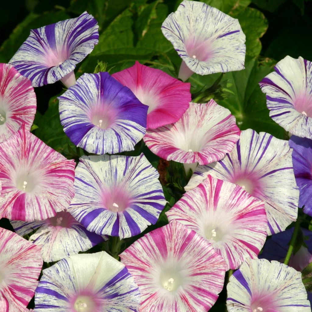 Ipomoea purpurea Carnevale Di Venezia - Campanella turchina