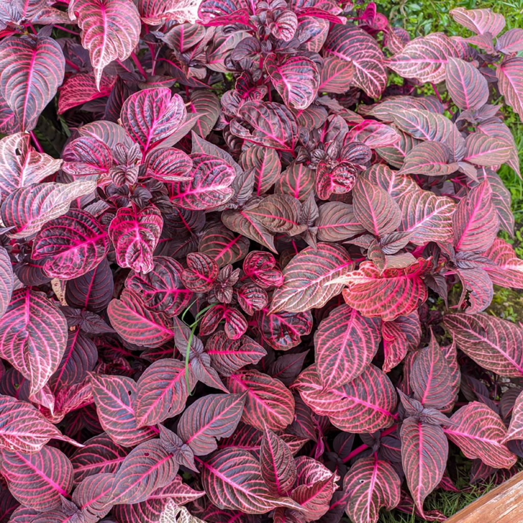 Iresine herbstii Bloodleaf