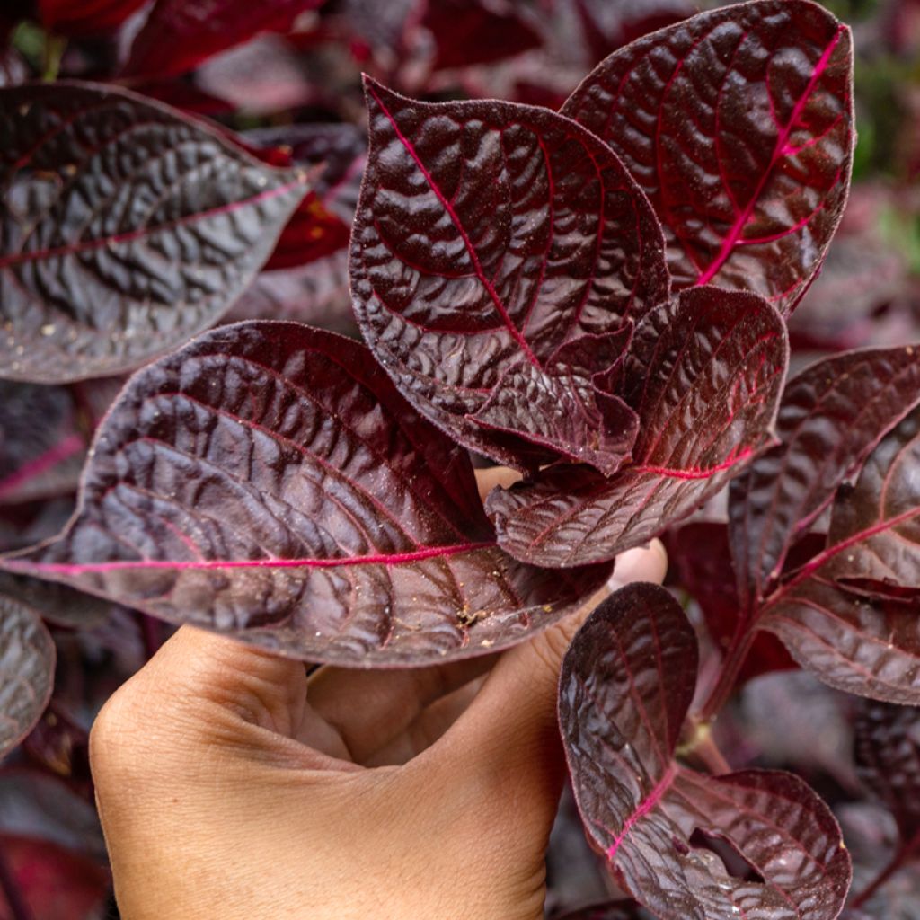 Iresine herbstii Bloodleaf