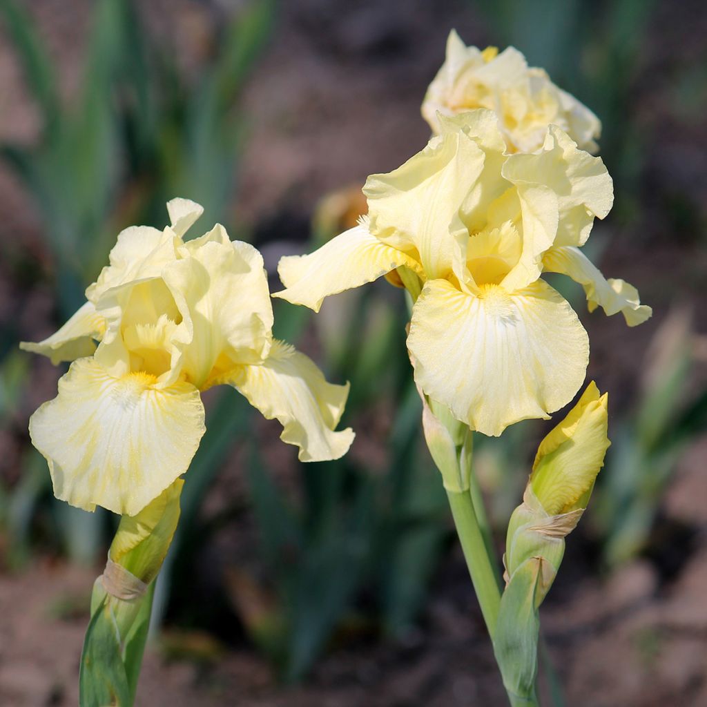 Iris barbata-Media Maui Moonlight - Giaggiolo