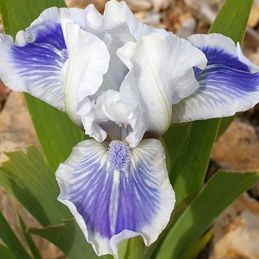 Iris germanica Big Blue Eyes - Giaggiolo paonazzo