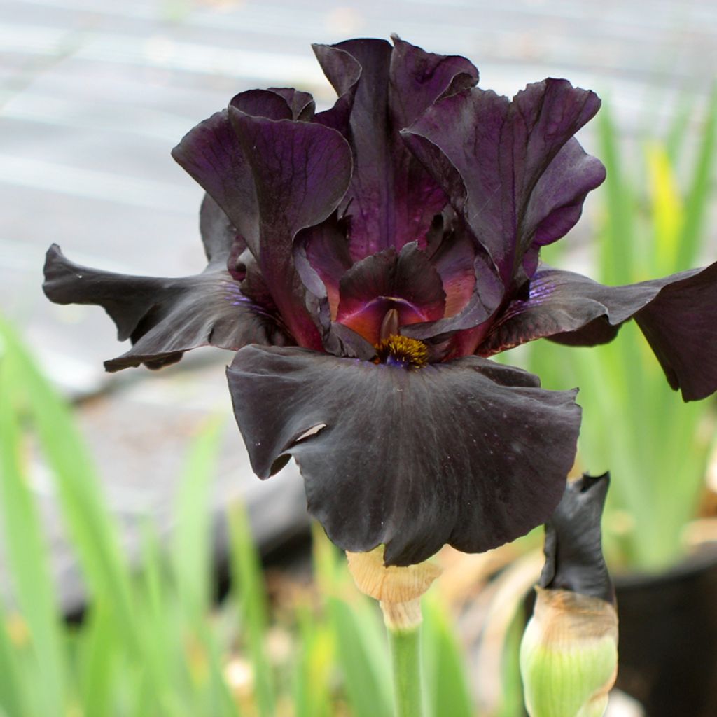 Iris germanica Old Black Magic - Giaggiolo paonazzo