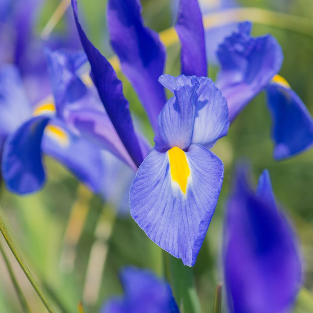 Iris hollandica Blue Magic - Iris olandesi