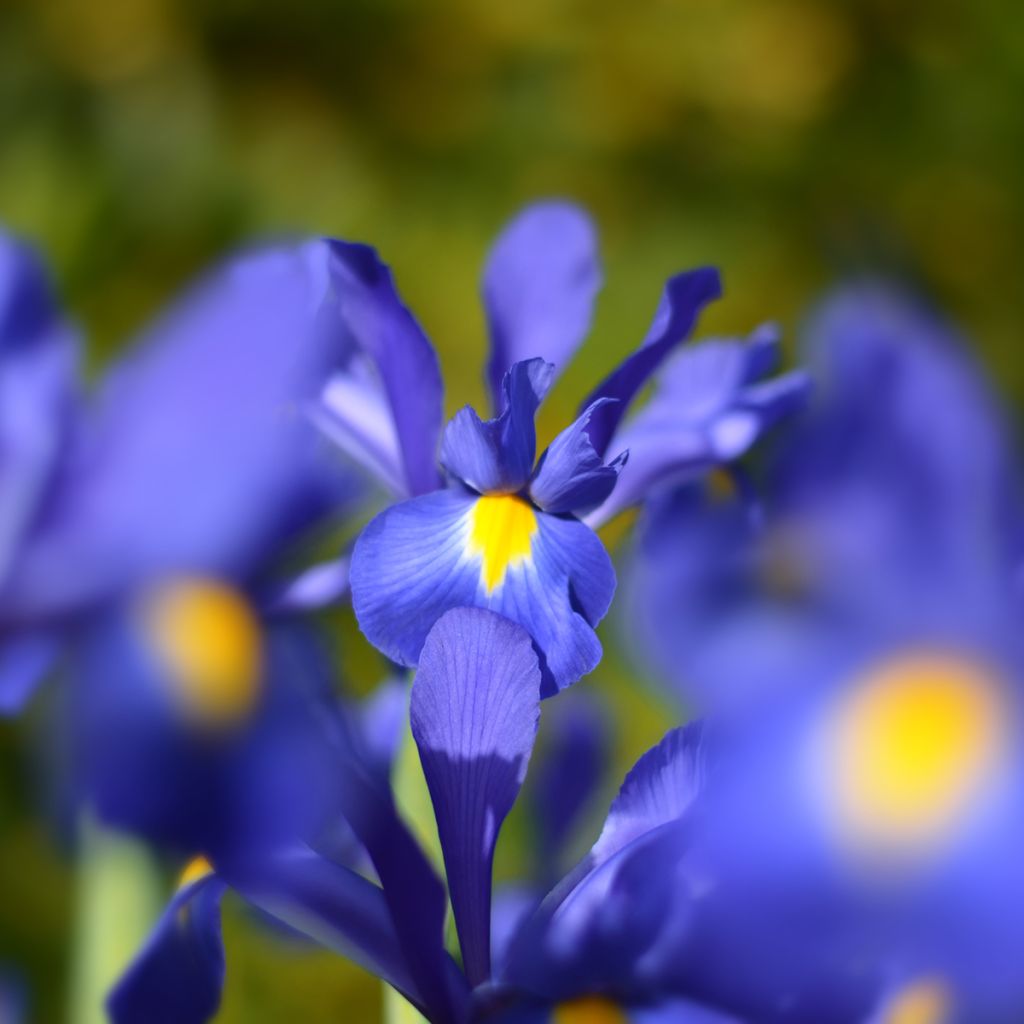 Iris hollandica Blue Magic - Iris olandesi