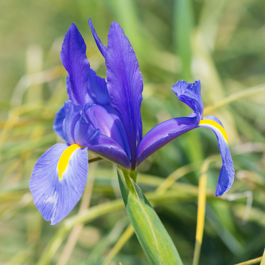 Iris hollandica Blue Magic - Iris olandesi