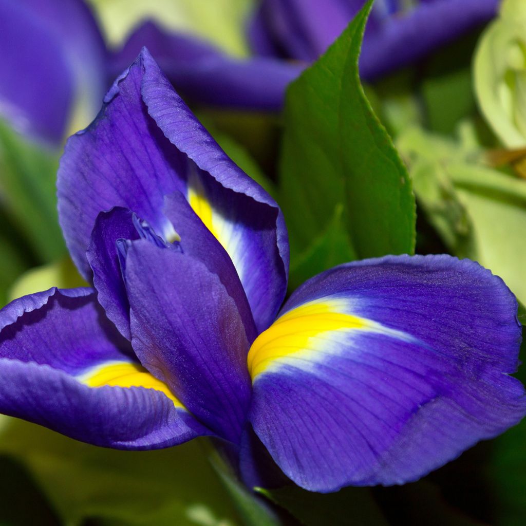 Iris hollandica Blue Magic - Iris olandesi