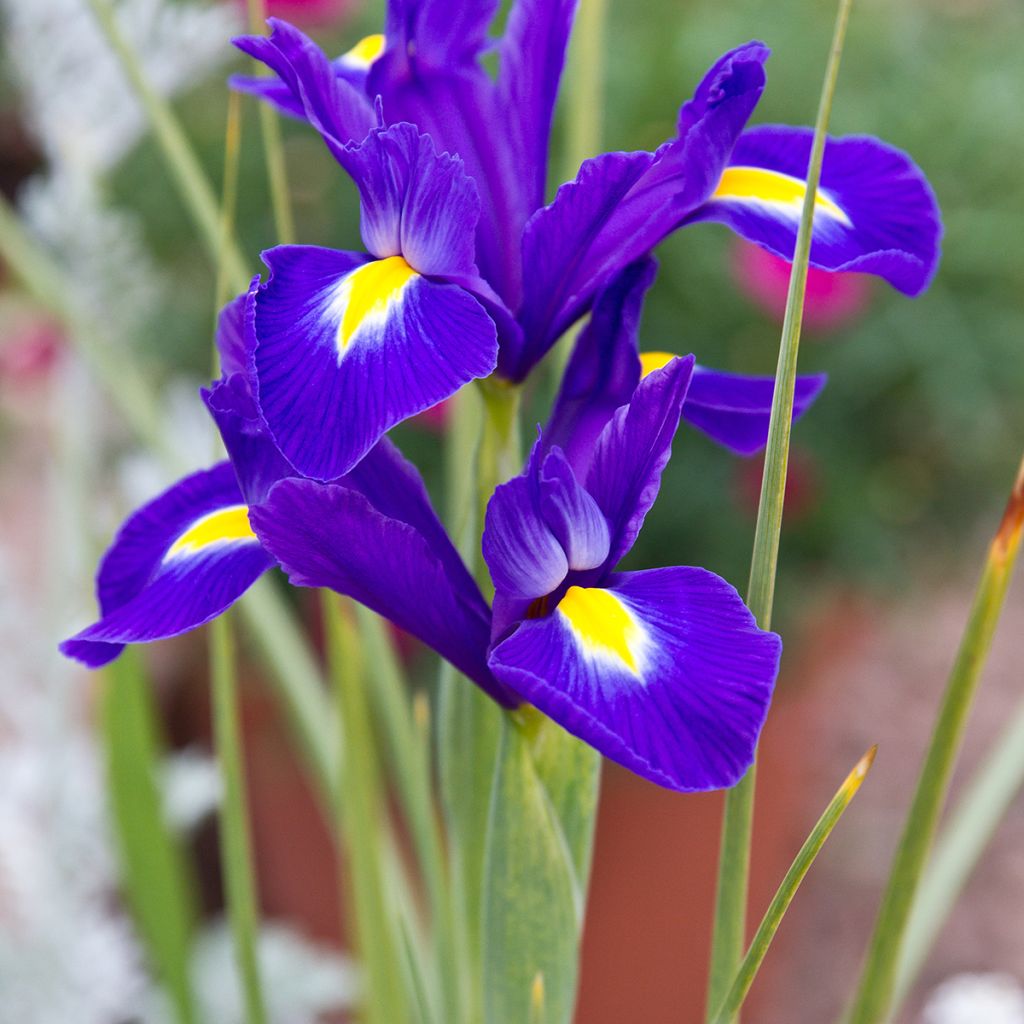 Iris hollandica Blue Magic - Iris olandesi
