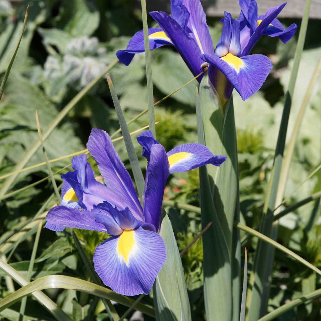 Iris hollandica Blue Magic - Iris olandesi