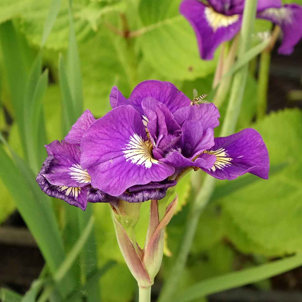 Iris sibirica Double Standard - Giaggiolo siberiano