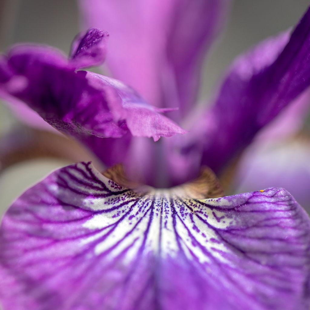 Iris sibirica Sparkling Rose - Giaggiolo siberiano