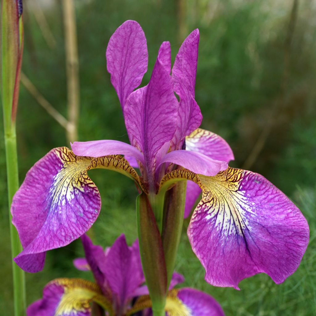 Iris sibirica Sparkling Rose - Giaggiolo siberiano