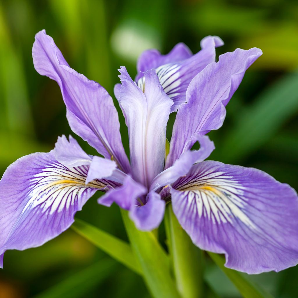 Iris douglasiana - Giaggiolo