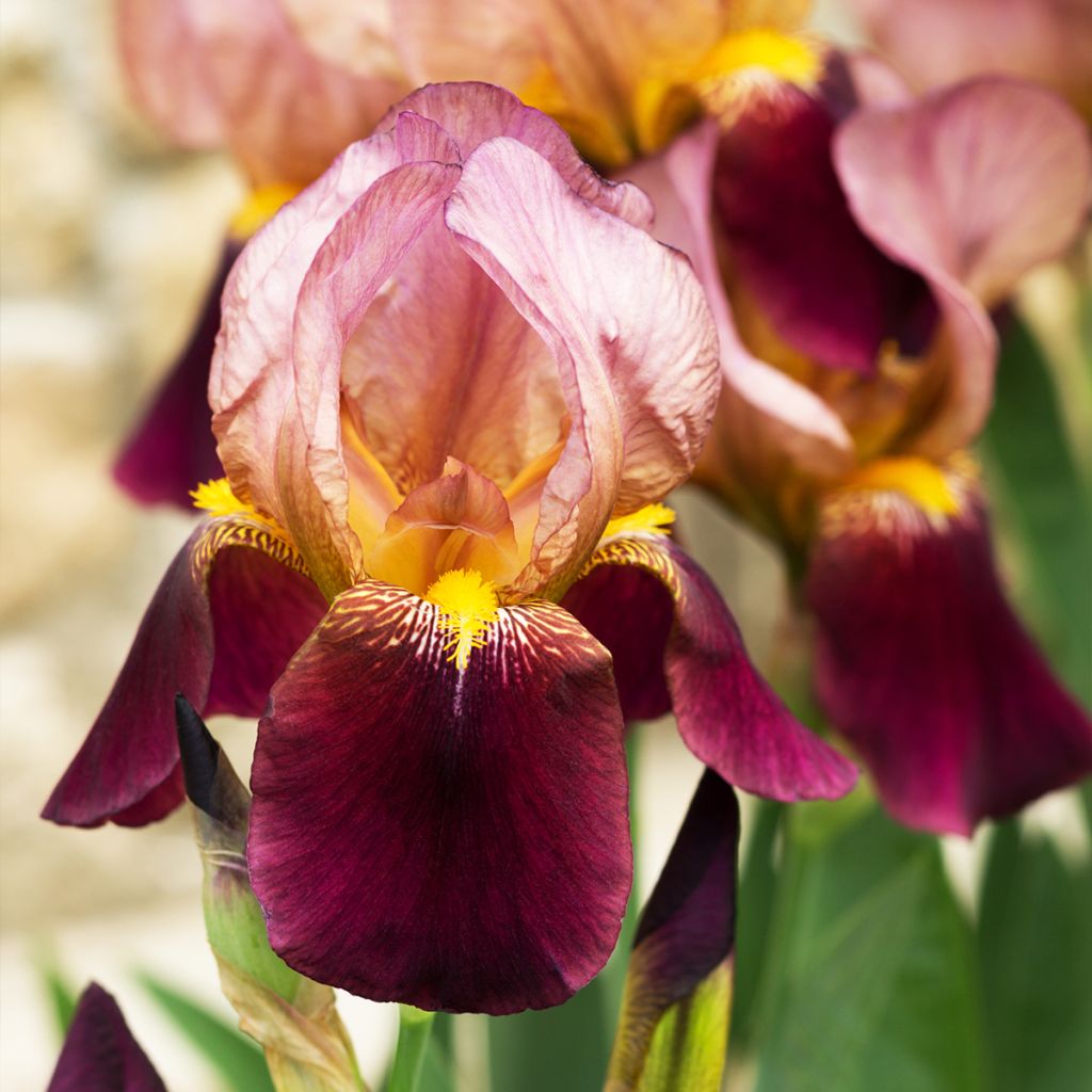 Iris germanica Agrippa - Giaggiolo paonazzo