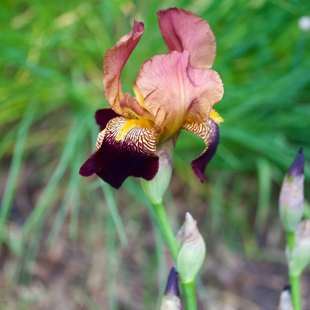 Iris germanica Agrippa - Giaggiolo paonazzo