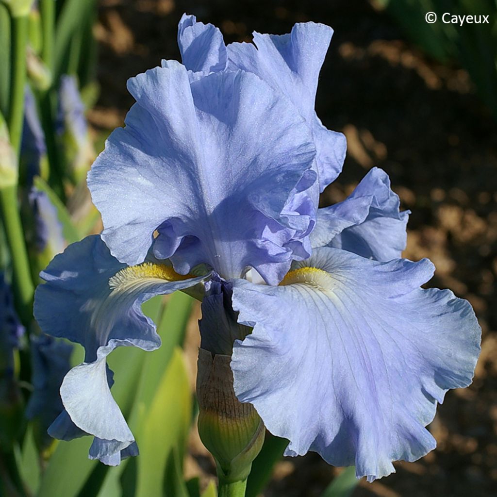 Iris germanica Aigue Marine - Giaggiolo paonazzo