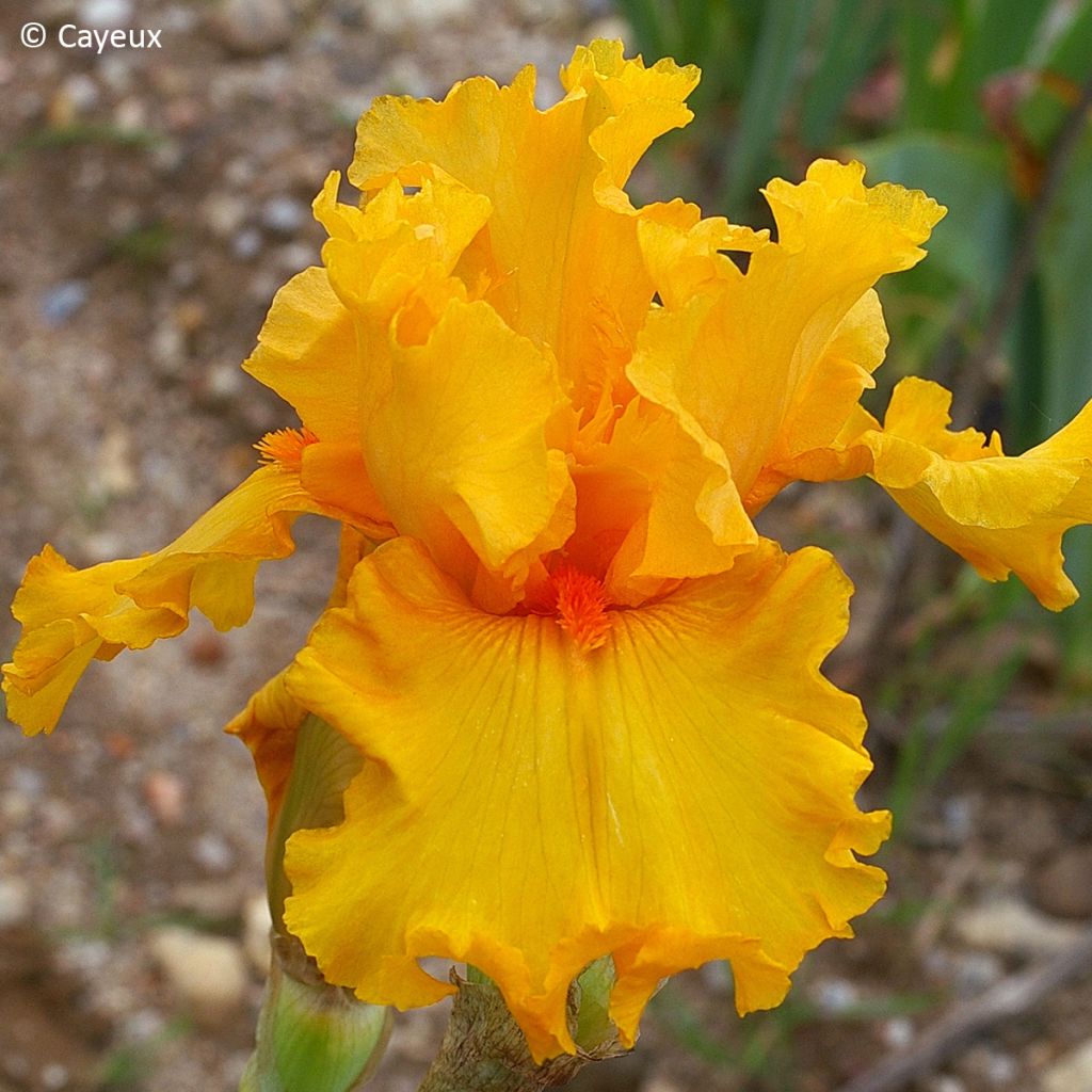 Iris germanica Air d'Été - Giaggiolo paonazzo