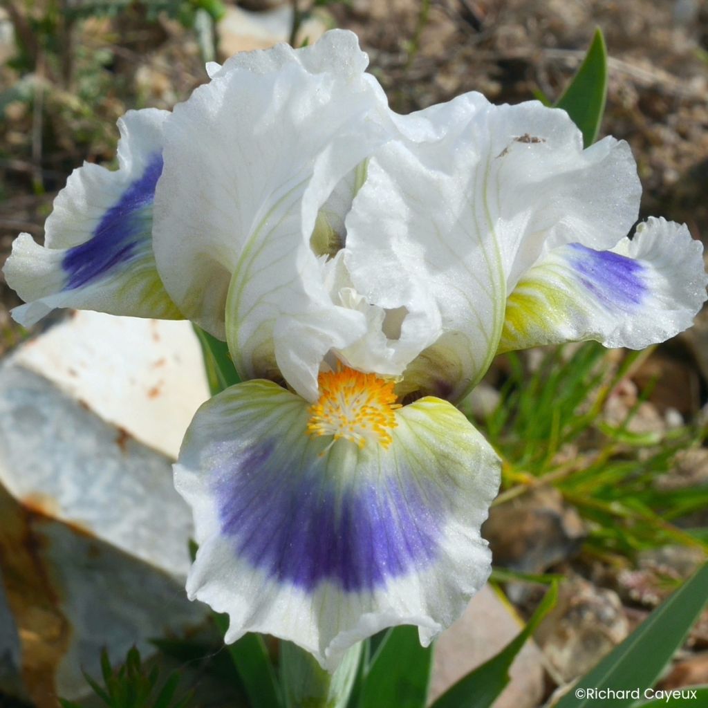 Iris germanica Alas - Giaggiolo nano