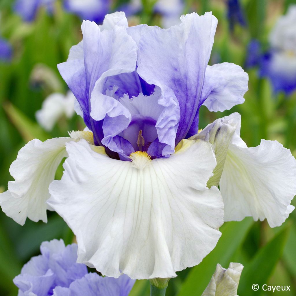 Iris germanica Alpenview - Giaggiolo paonazzo