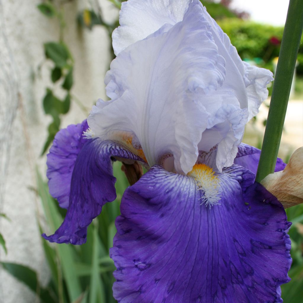 Iris germanica Arpège - Giaggiolo paonazzo