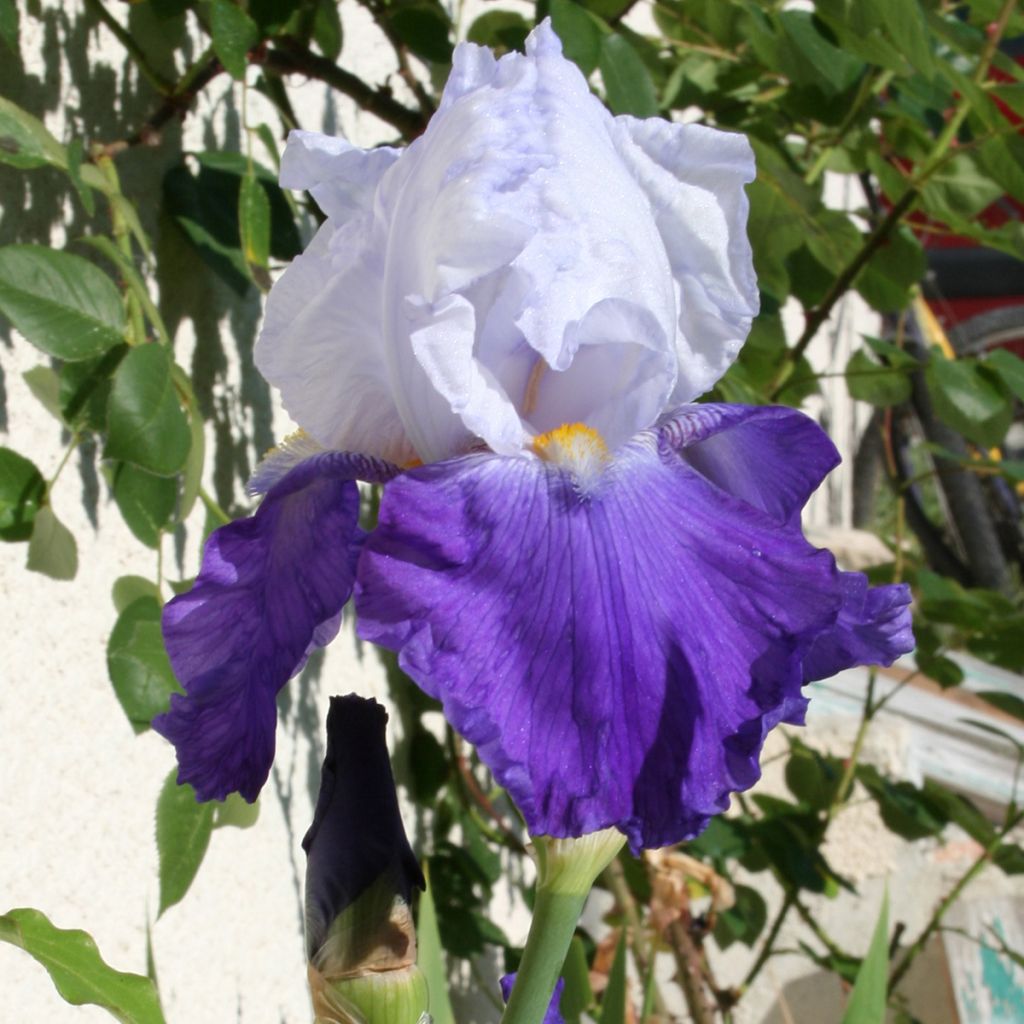 Iris germanica Arpège - Giaggiolo paonazzo