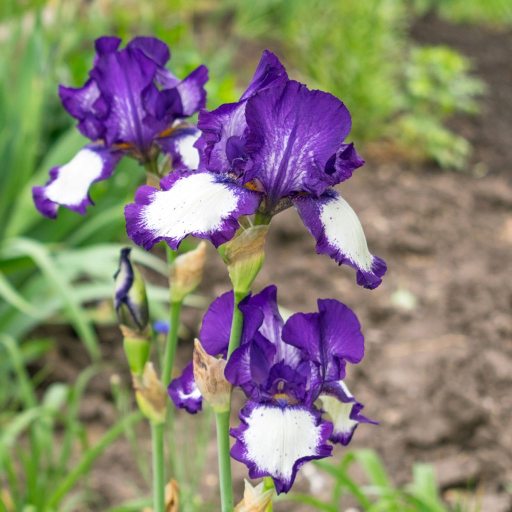 Iris germanica Art Déco - Giaggiolo paonazzo