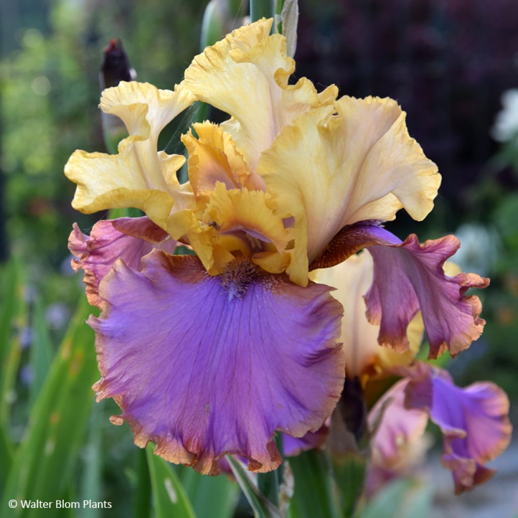 Iris germanica Au Sommet - Giaggiolo paonazzo