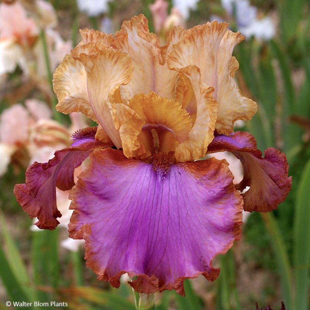 Iris germanica Au Sommet - Giaggiolo paonazzo