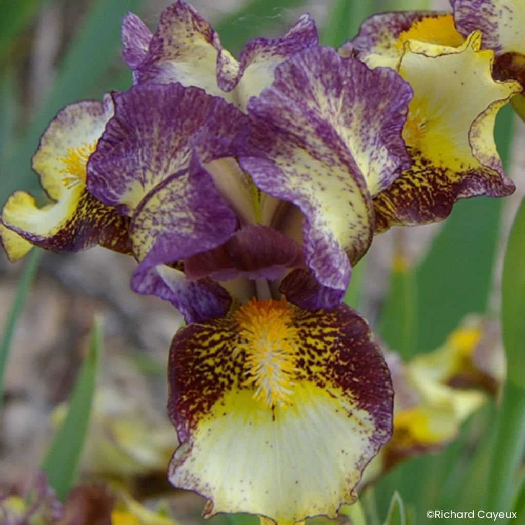 Iris germanica Banded Tiger - Giaggiolo nano