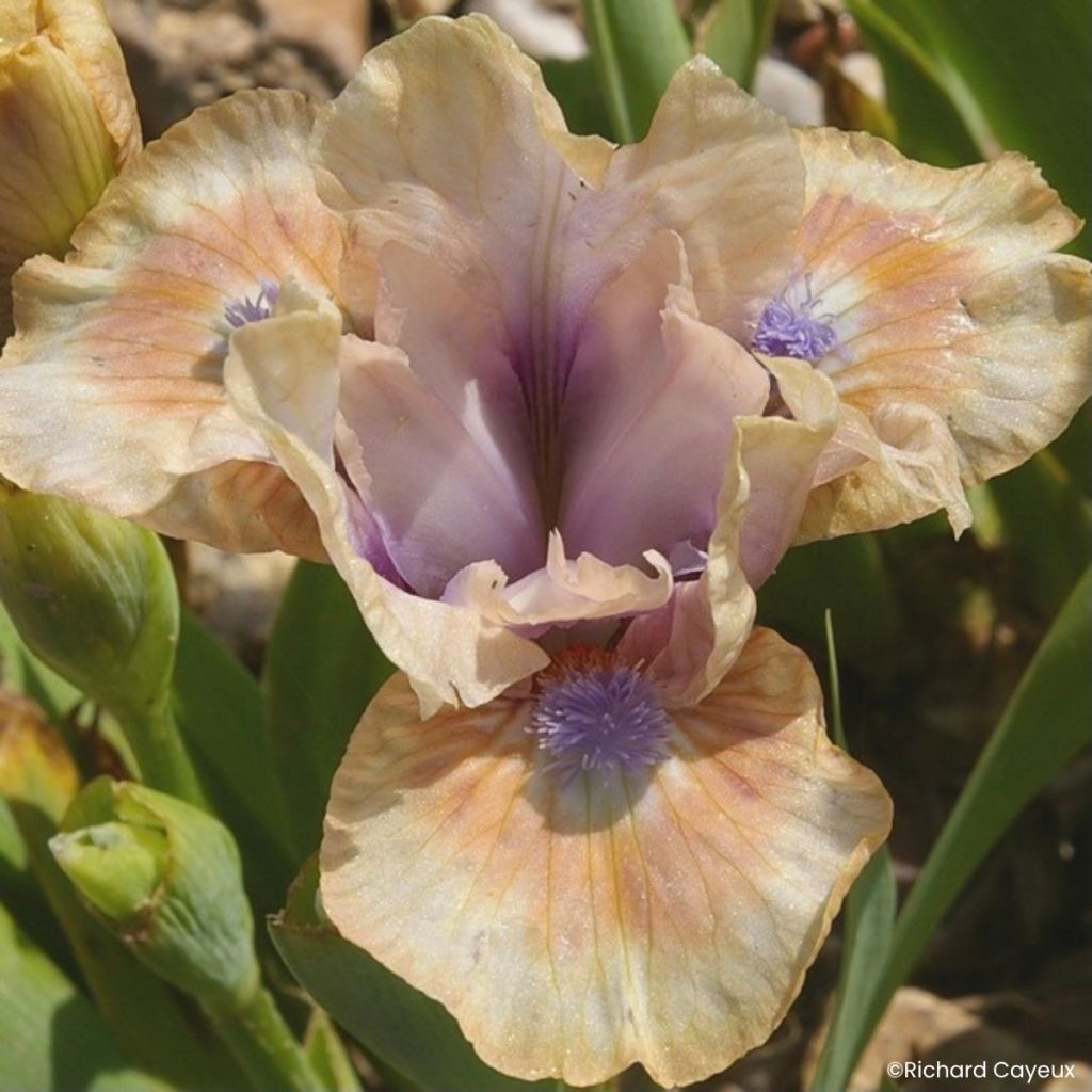 Iris germanica Be My Angel - Giaggiolo nano
