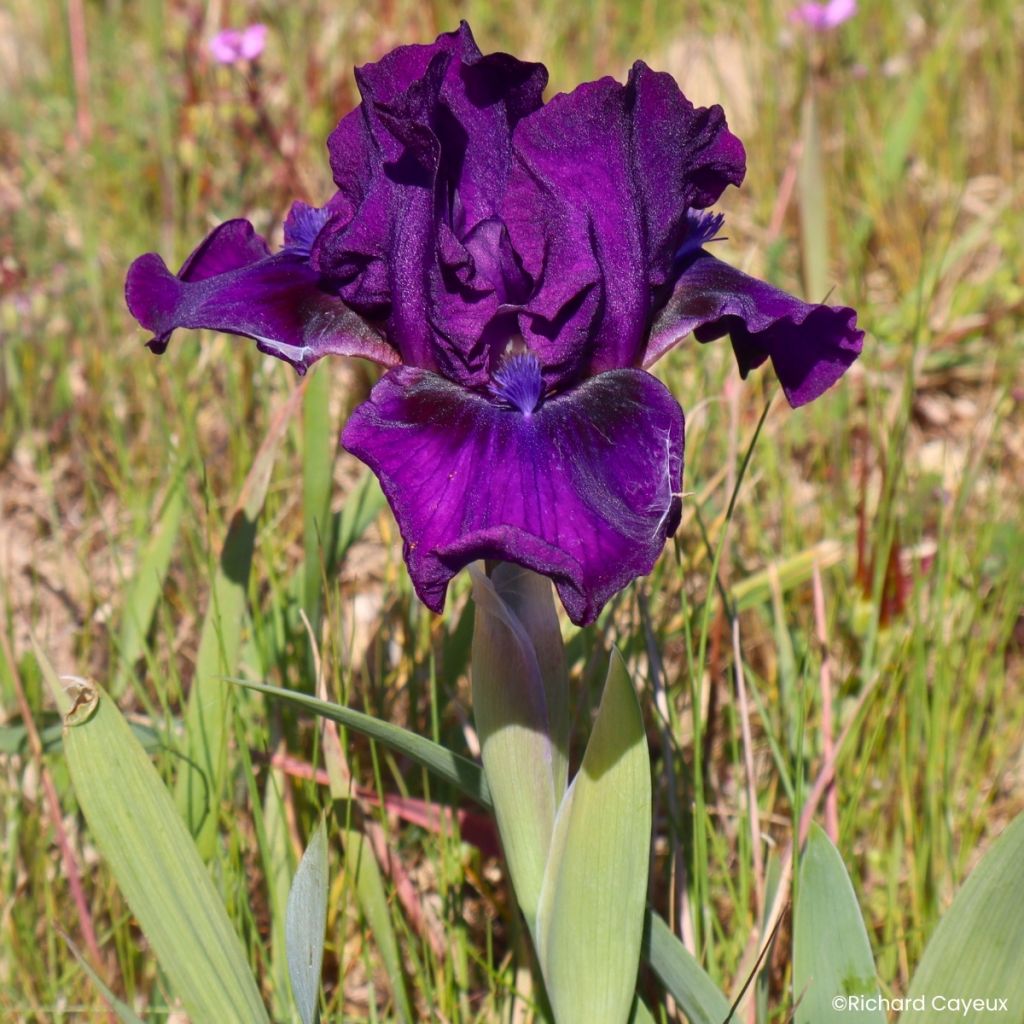Iris germanica Bourgeois - Giaggiolo nano