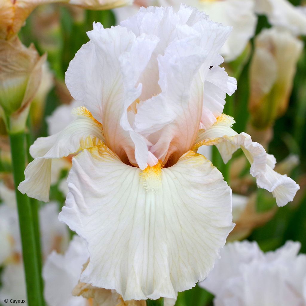 Iris germanica Bride's Blush - Giaggiolo paonazzo