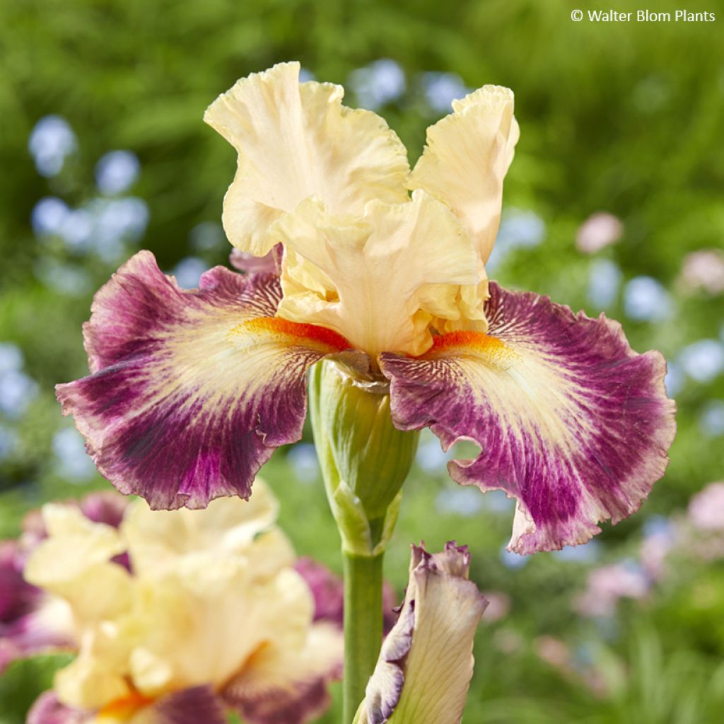 Iris germanica Comme un Sourire - Giaggiolo paonazzo