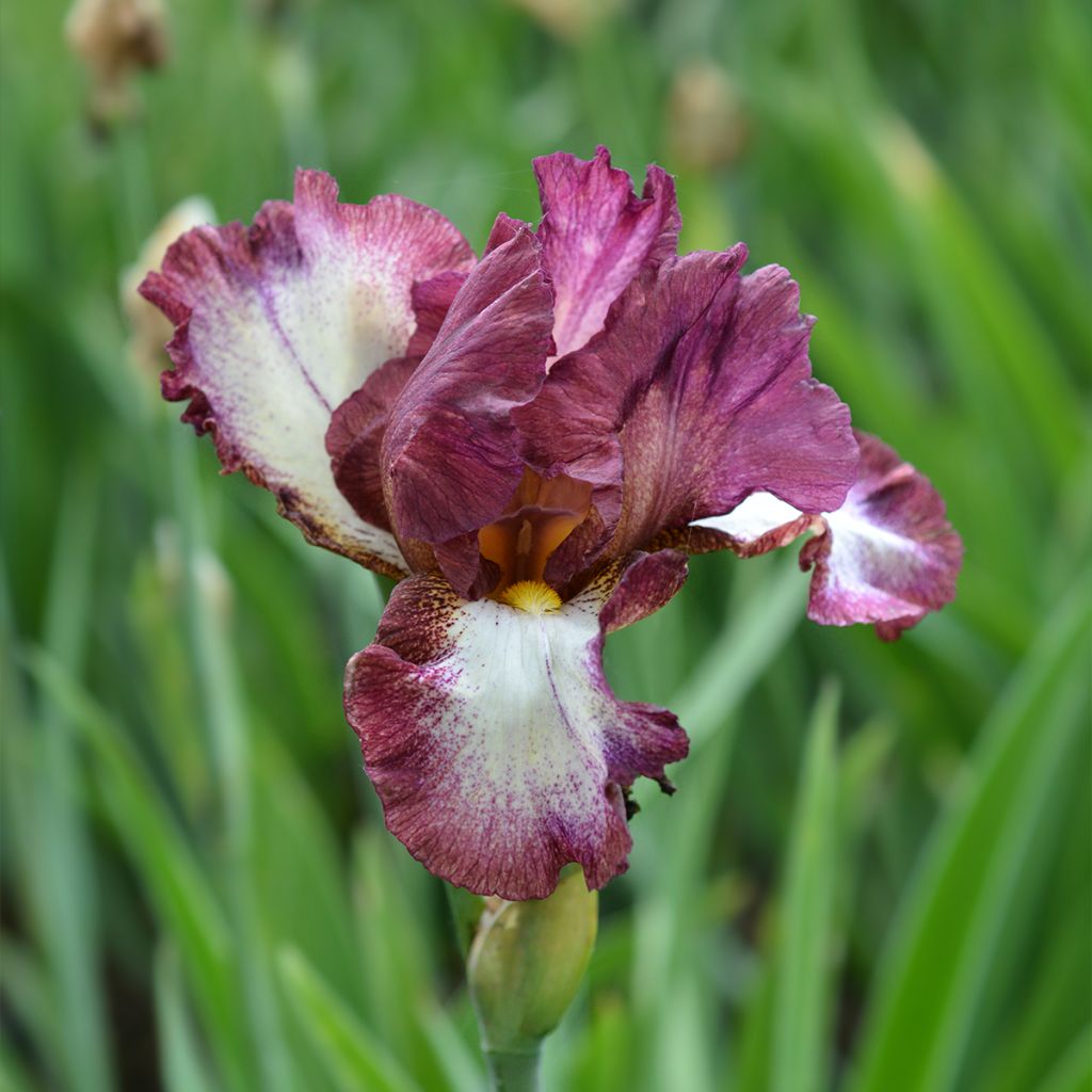 Iris germanica Crinoline - Giaggiolo paonazzo