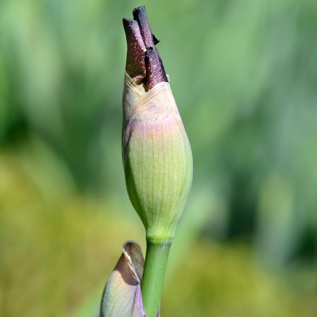 Iris germanica Crinoline - Giaggiolo paonazzo