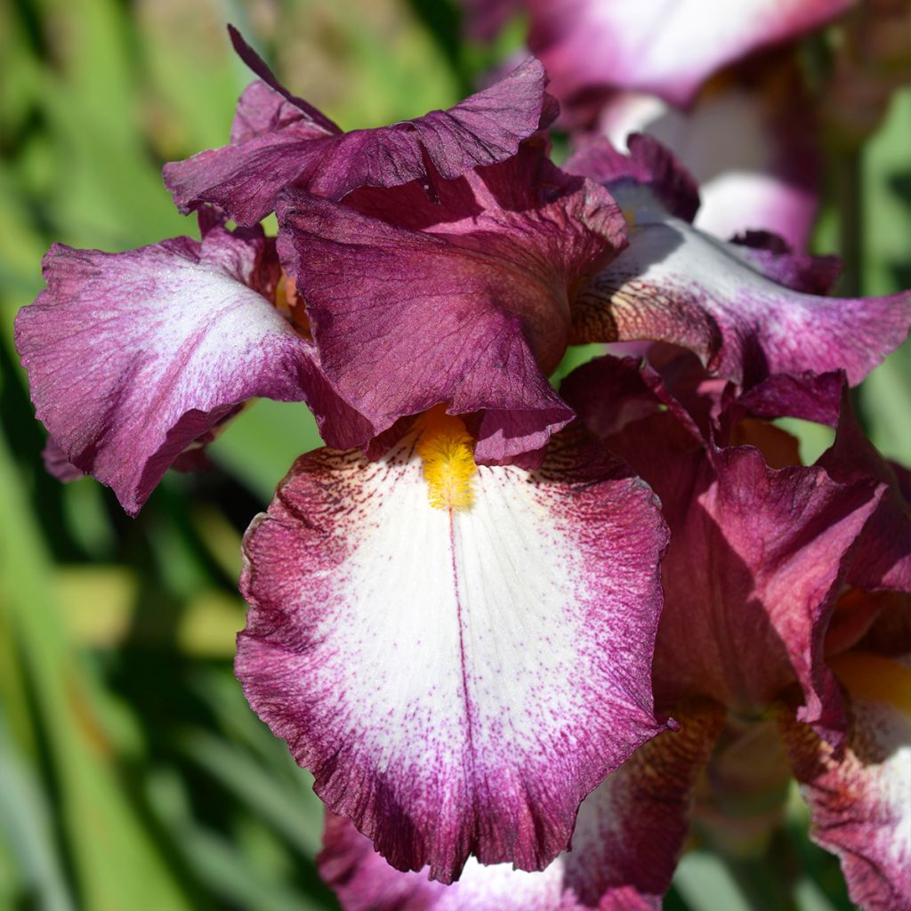 Iris germanica Crinoline - Giaggiolo paonazzo