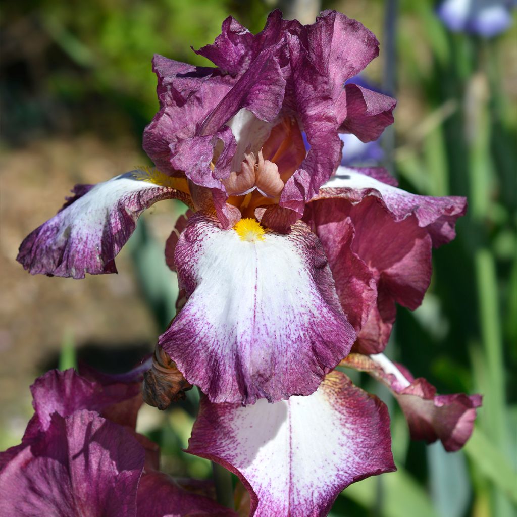 Iris germanica Crinoline - Giaggiolo paonazzo