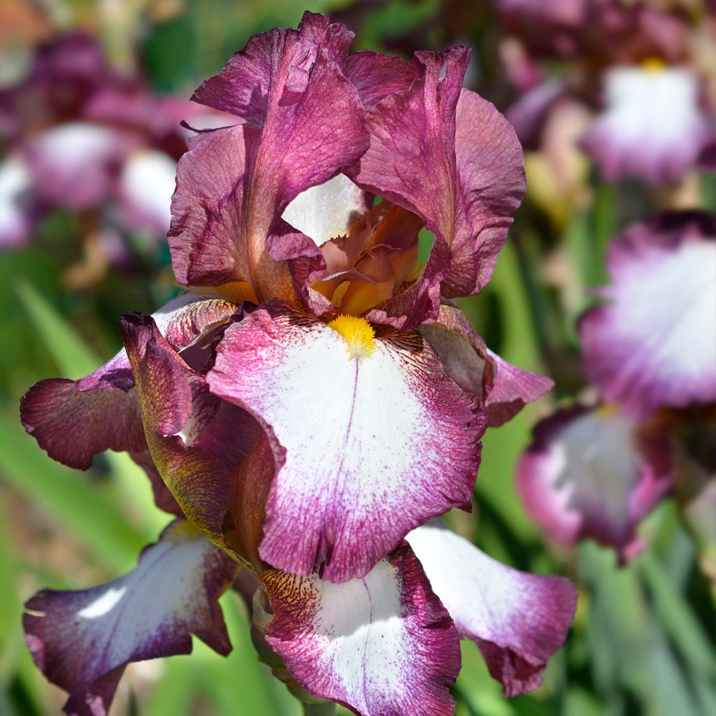 Iris germanica Crinoline - Giaggiolo paonazzo