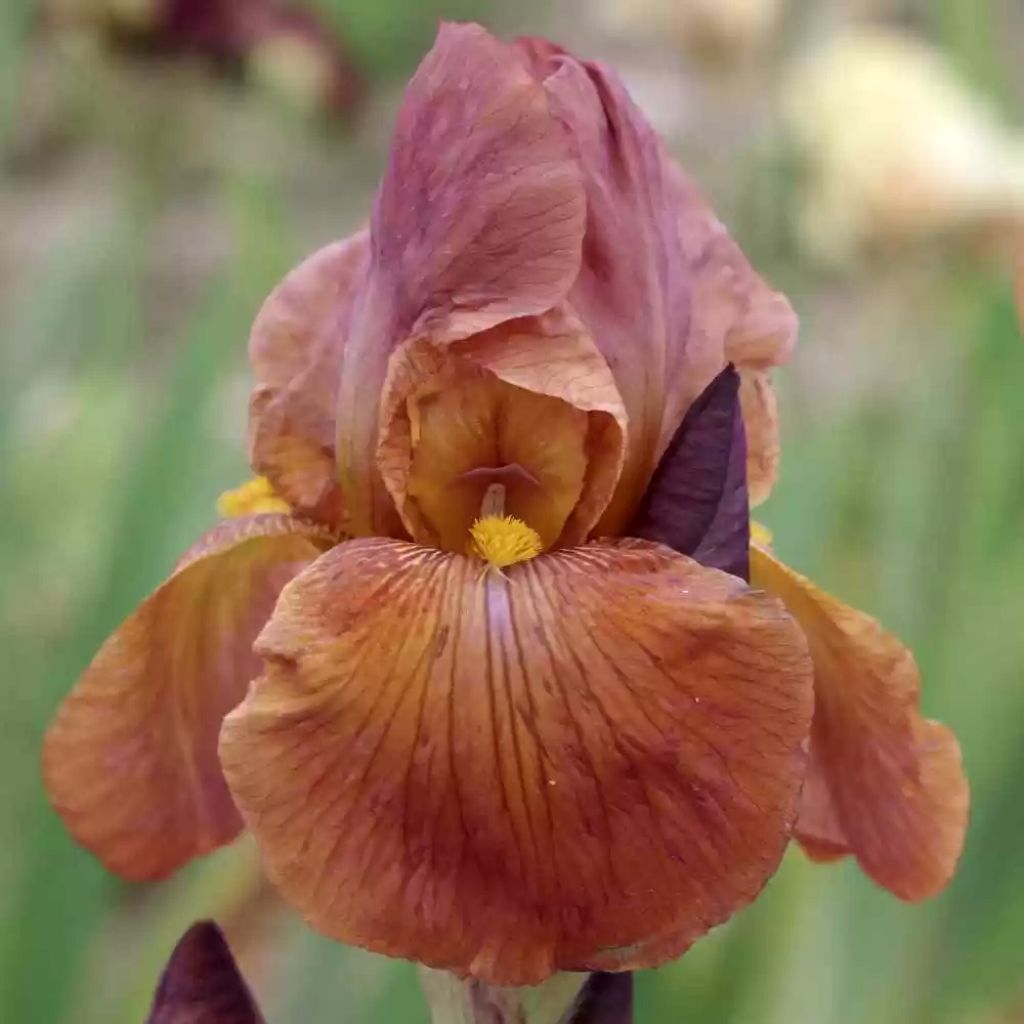 Iris germanica Danse du Feu - Giaggiolo paonazzo