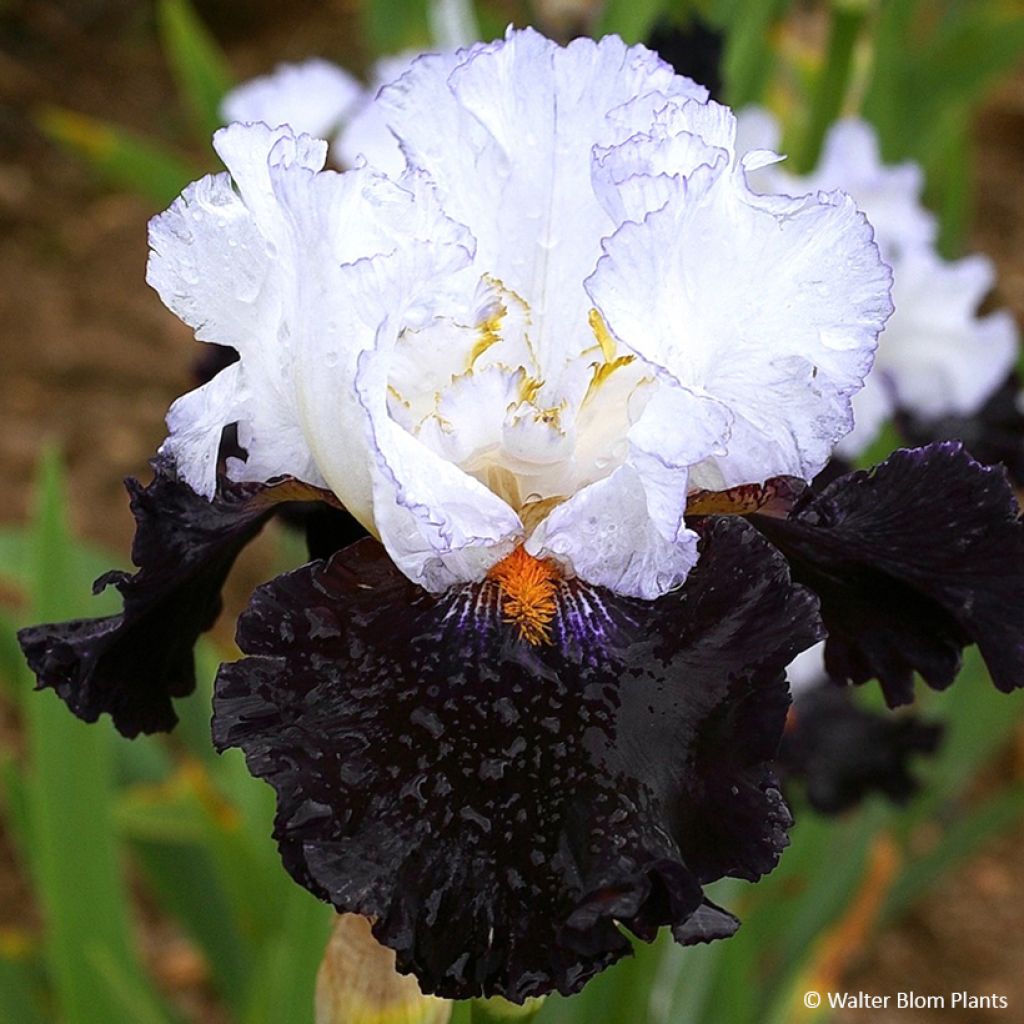 Iris germanica Domino Noir - Giaggiolo paonazzo