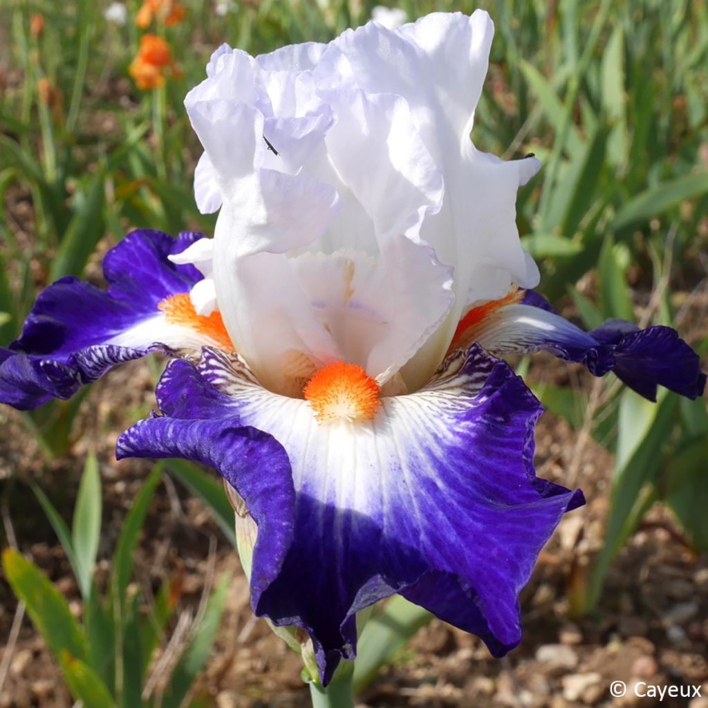 Iris germanica Écharpe Bleue - Giaggiolo paonazzo