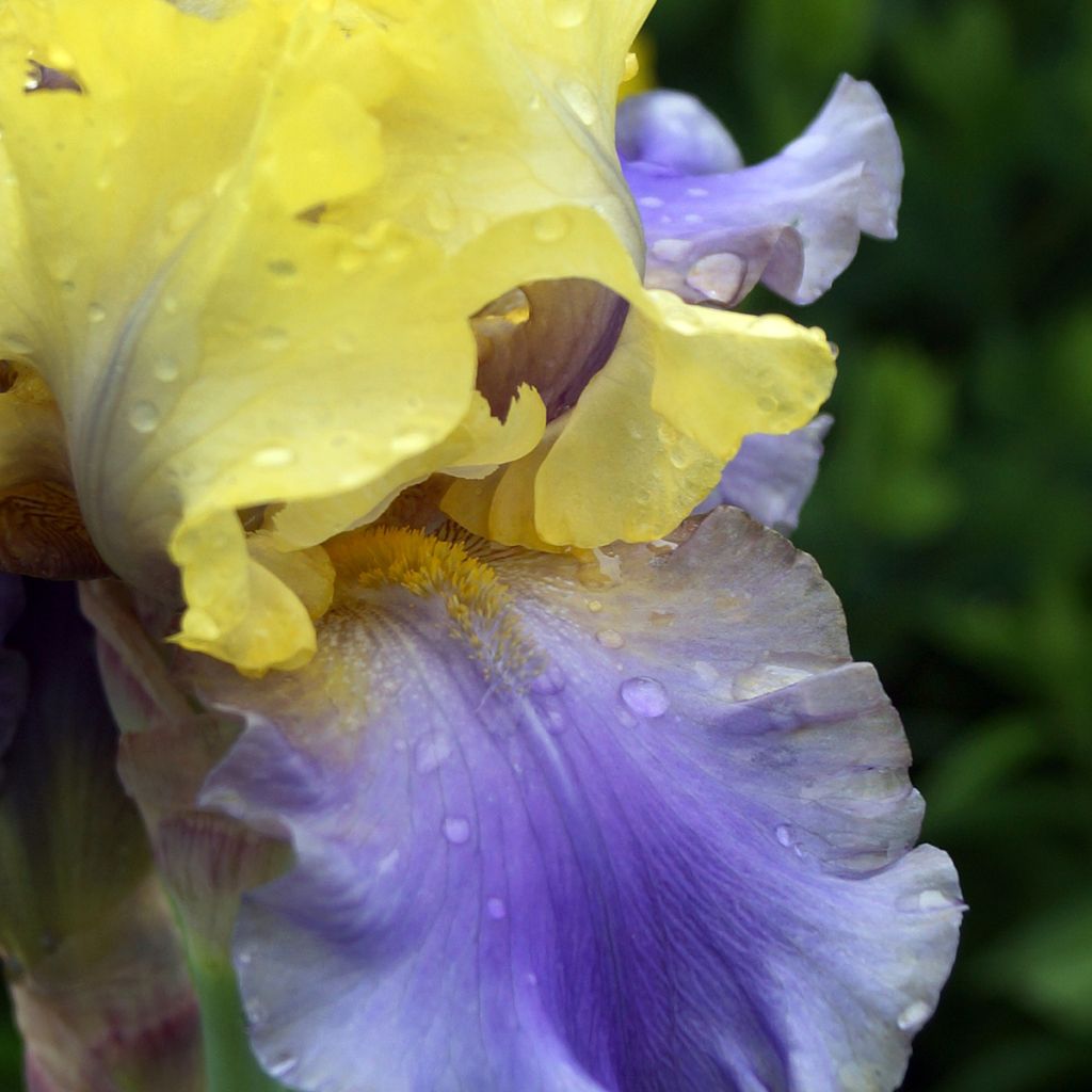 Iris germanica Edith Wolford - Giaggiolo paonazzo