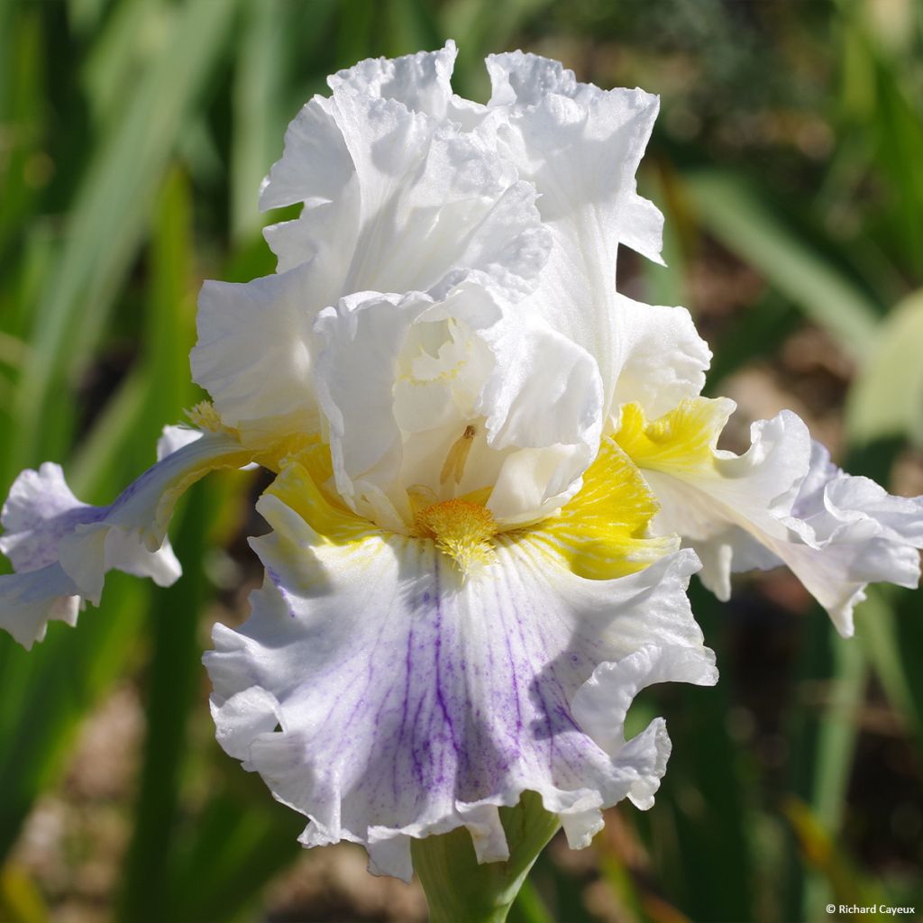 Iris germanica En Ebullition - Giaggiolo paonazzo