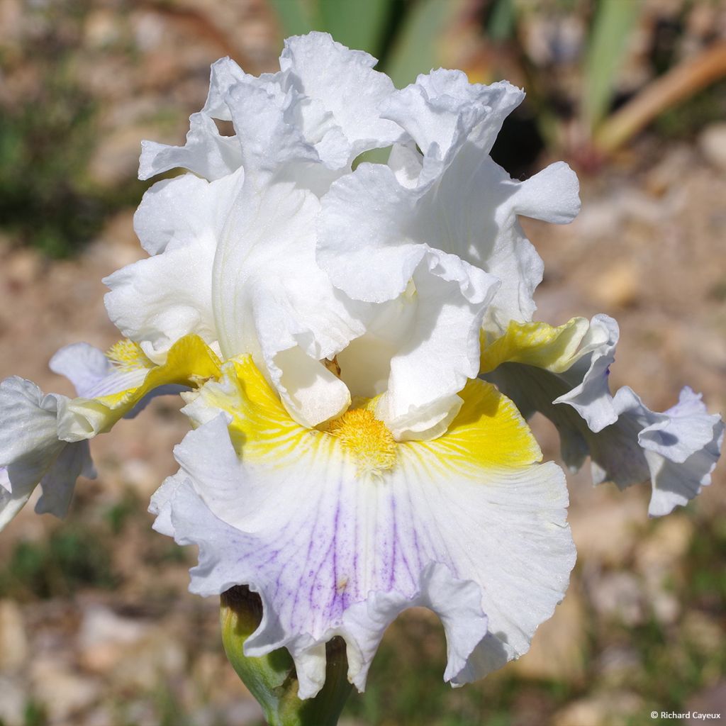 Iris germanica En Ebullition - Giaggiolo paonazzo